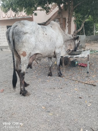 ગાય વેછવાની છે જવાબ જારીથી