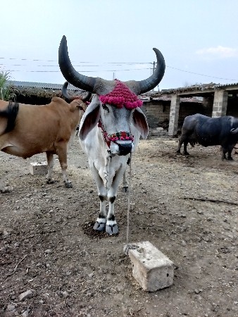 બણદ વેશવા નો છે