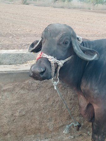 ભેશ વેચવાની