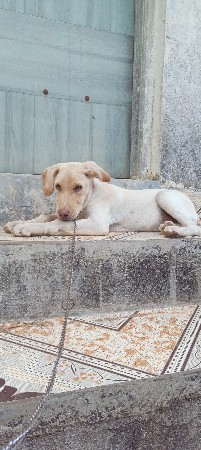 બે મહીના નો છે લેબ્રા