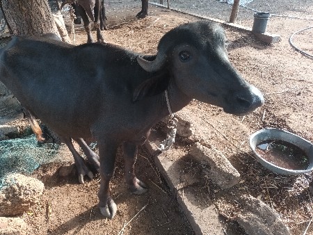 2.5 વરછની પાડી છારામા છારી