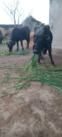 ખડેલા વેસવાના છે