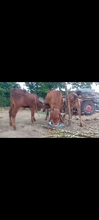 ગાય વેસવાની છે