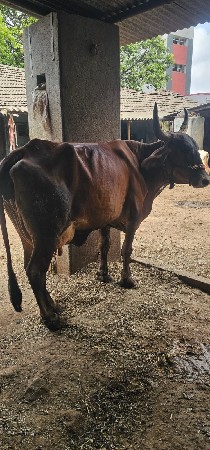 વઢિયારી ક્રોસ
