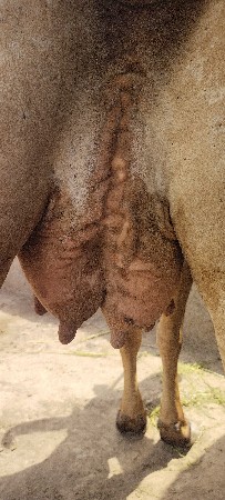 હોળકી