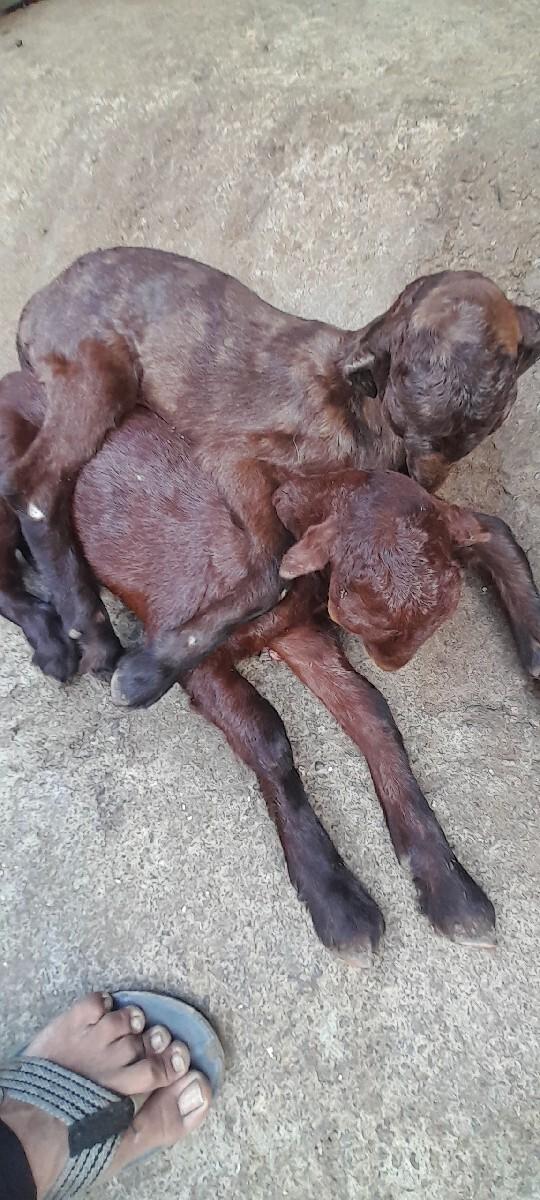 મફત દેવાની હોય તો કેજો