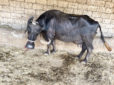 7 લિટર દૂધ દોઢ બે મહિનાની
