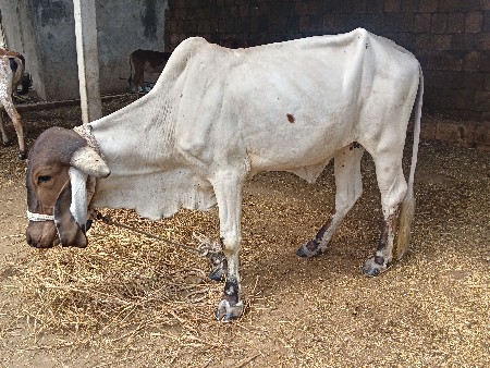 હોડકી વેચવાની છે