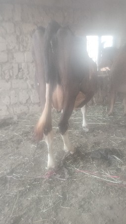 jarsi gay vechavani se