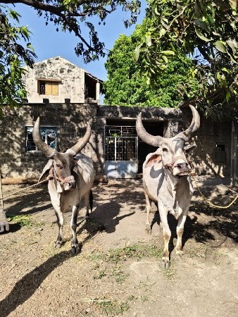 બળદ વેચવાના છે