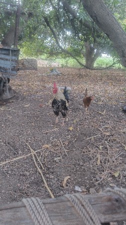 કીમત આવે તોજ દેવાનો સે
