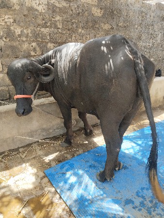 ખળેલી વેચવાની છે