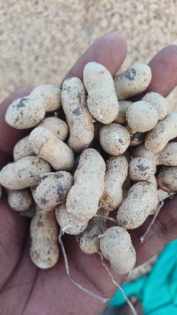 મીનાક્ષી મગફળી બિયારણ
