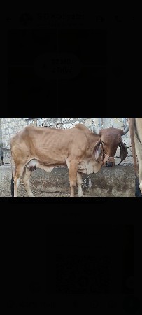 2 gir HODAKI vesvani se