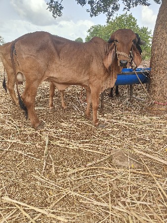 ગીર મુંડી વાછરડી ૨ વર્ષની