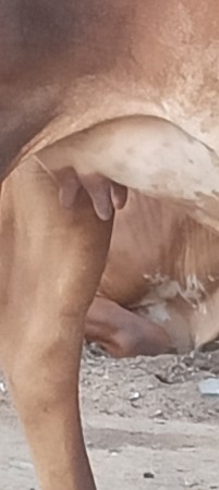હોરક વેચવાની છે