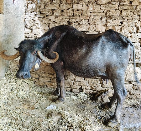 ભેંસ વેચવાની છે.