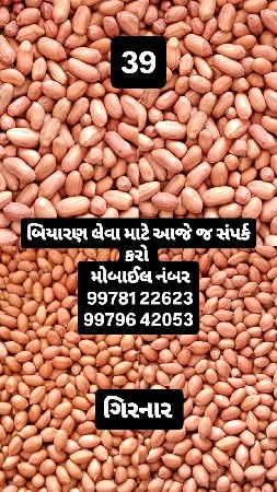 39 નંબર અને ગિરનાર બિયારણ