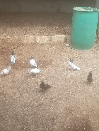 કબૂતર વેચવા ના સે