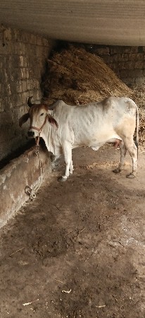 બે ગાય વેચવાની છે