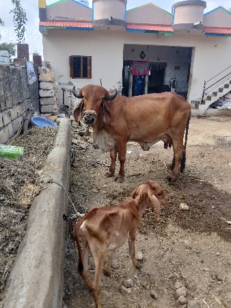 gir gay vesava ni se