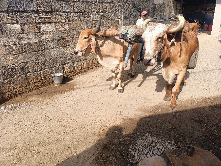 બળદ વેચવાના છે