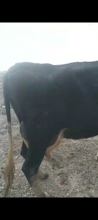 ગાય વેસવાની છે