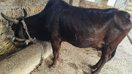 ગાય વેચવી છે