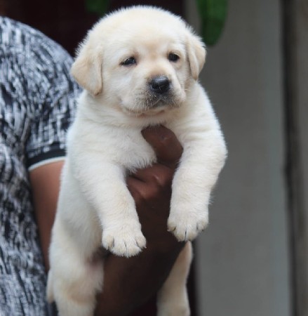 Labrador Puppy 4months