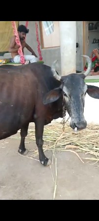 2 જર્સી ગાય વેચવાની છે