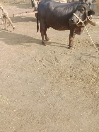 ભેંસ વેચવાની છે