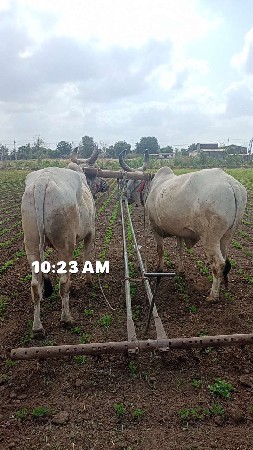 વઢીયારા