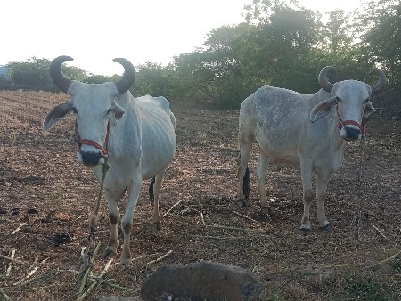 જવાબદારી
