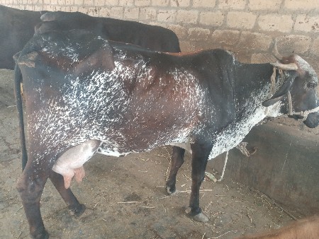 ગાય વેચવાની છે