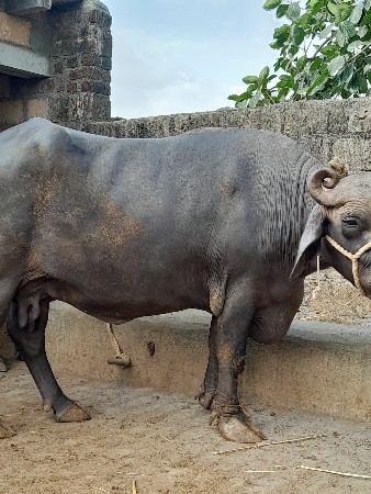 બંની ભેંસ