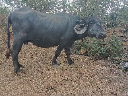 ત્રણ ભેંસ વેચવાની છે