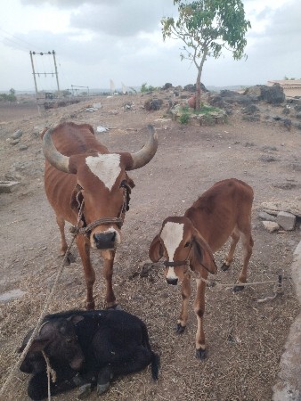 આ ગાય વેચવાની છે