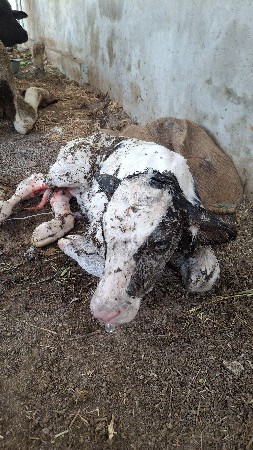 વેચવાની