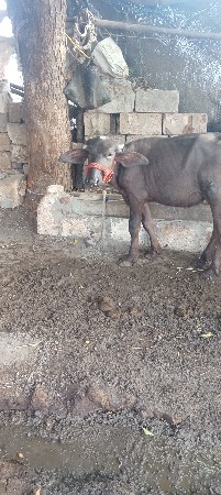 વેચવાની છે