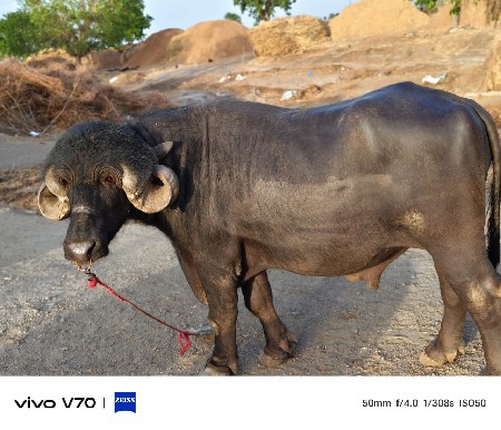 પાડો વેચવાનો છે