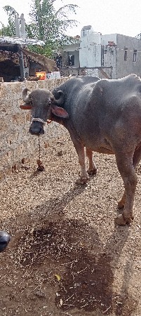 વેચવાની છે
