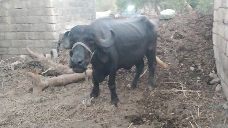 ખડેલી વેચવાની છે