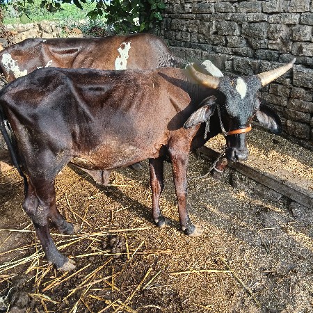 HF હોડકી વેશવાની છે