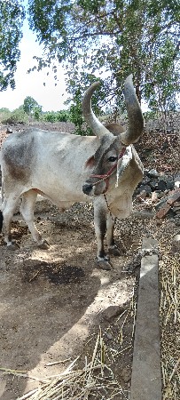 બળદ