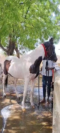 ghodi lal bavli