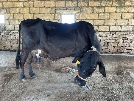 gay ગાય HF 5,6 લિટર દુધ