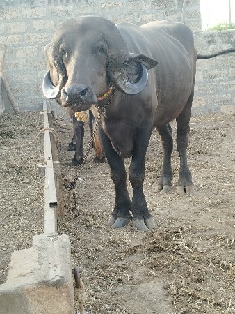 2 દાતે  છે