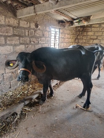 ભેંસ વેચવાની છે