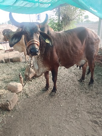 બે આસામમાં દૂધ આવે છે