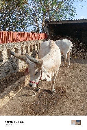 ગોધલા વેચવાના છે